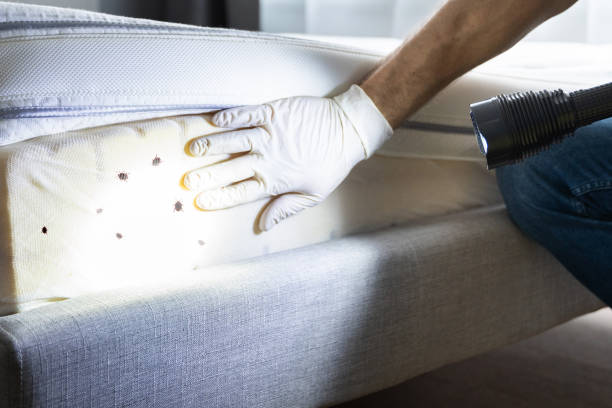 Best Flea Control Services  in Manorhaven, NY