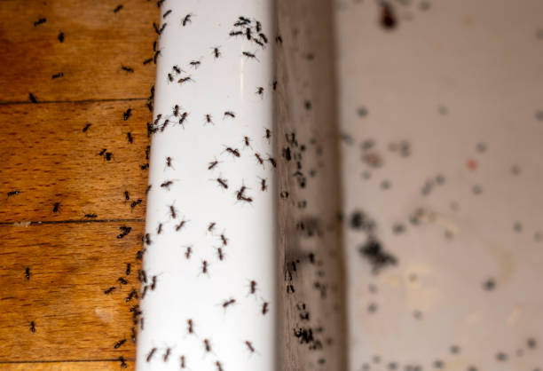 Best Insect Control  in Manorhaven, NY