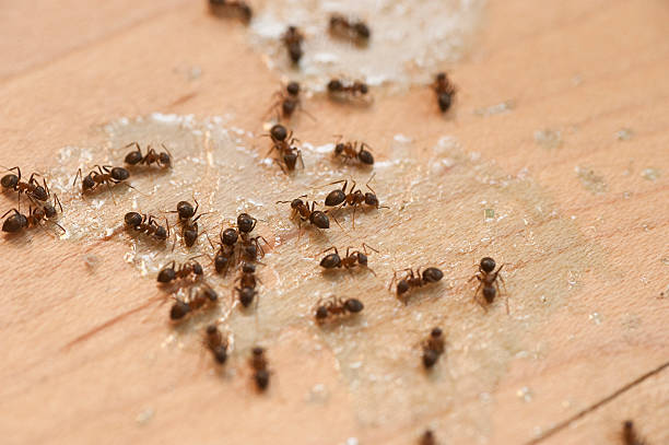 Reliable Manorhaven, NY Pest Control Solutions